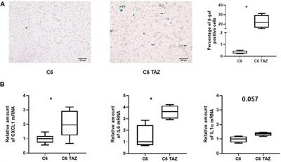 Corrigendum: Re-expression of tafazzin isoforms in TAZ-deficient C6 glioma cells restores cardiolipin composition but not proliferation rate and alterations in gene expression